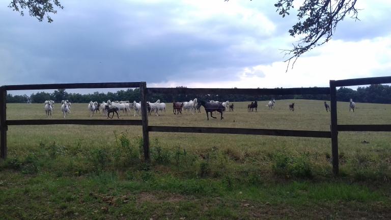 A lovak is összefutottak megnézni a zarándokokat és hemperegni a vizes fűben